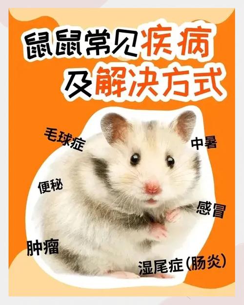 仓鼠多久喝水一次