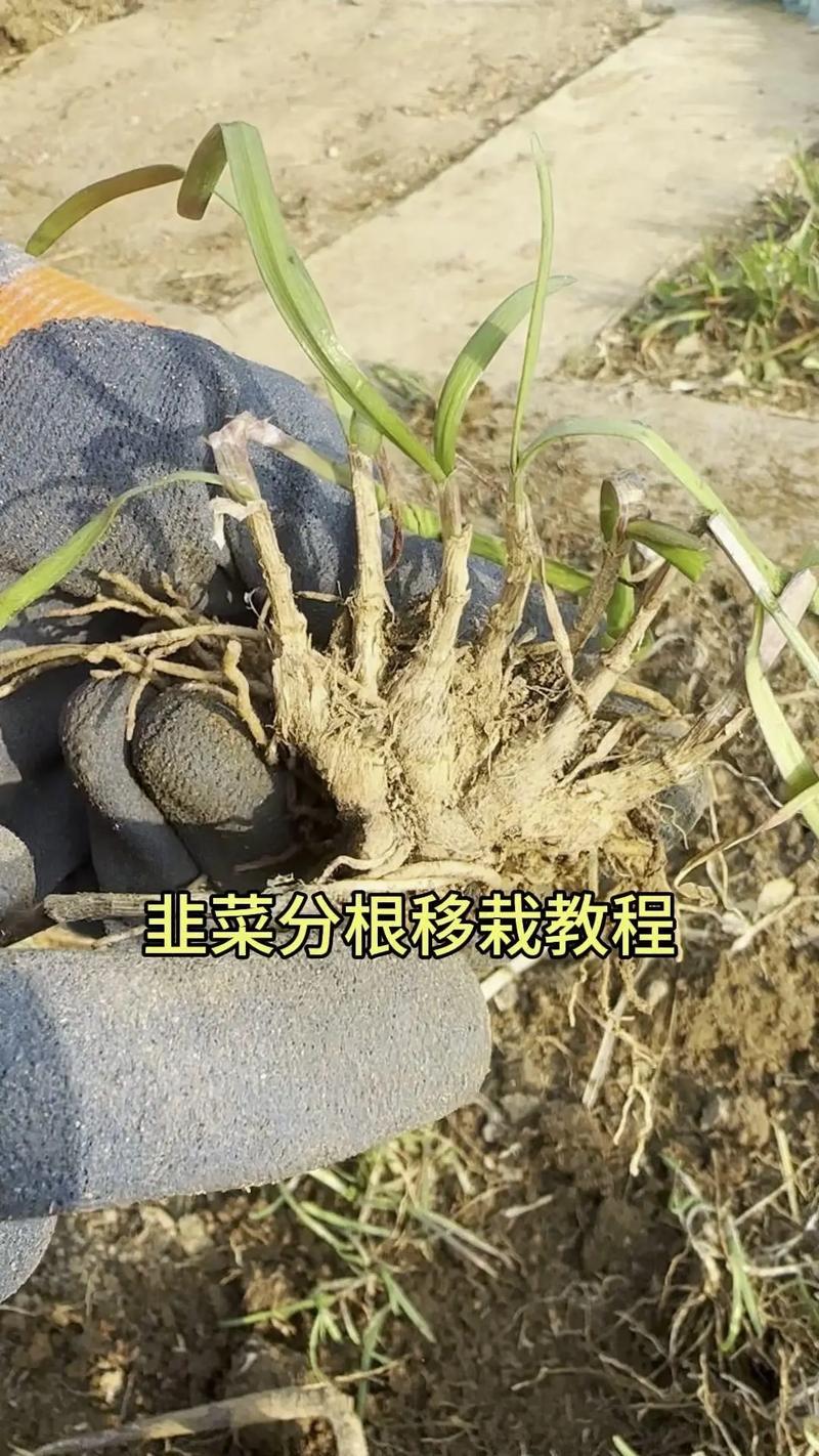 韭菜根移栽正确步骤