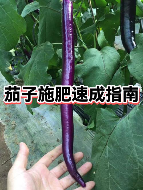 茄子怎么看嫩不嫩