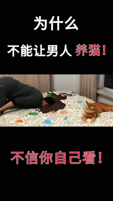 猫咪段子1.1.2缩略图