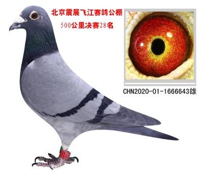 各地公棚信鸽信息网赛鸽直播图标