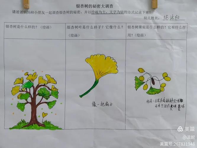 银杏树叶怎样变黄顺序缩略图