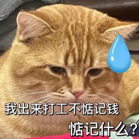 猫咪打工一个月收入游戏截图