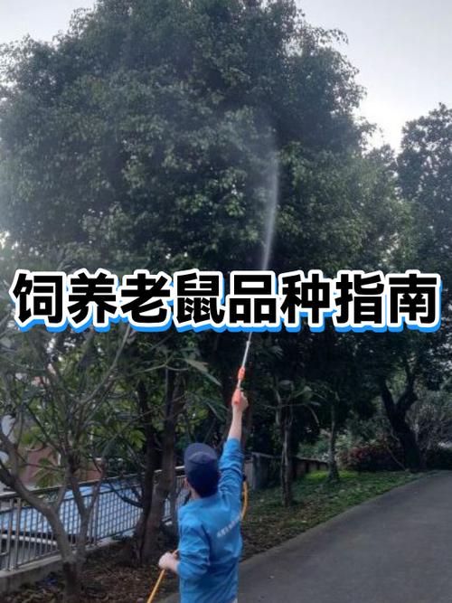 养鼠的注意事项