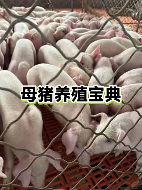 母猪图片