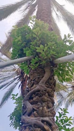 寄生樹漫畫缩略图