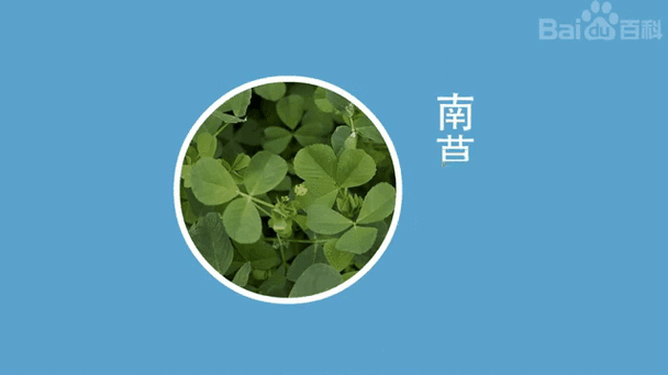 草头学名叫什么