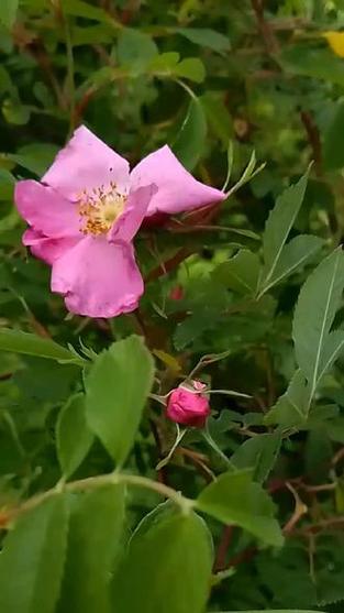 刺玫花和玫瑰花的区别缩略图