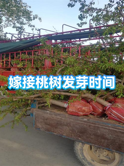 桃树什么时候种缩略图