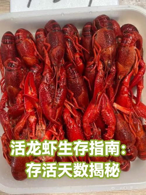 龙虾用自来水能活吗