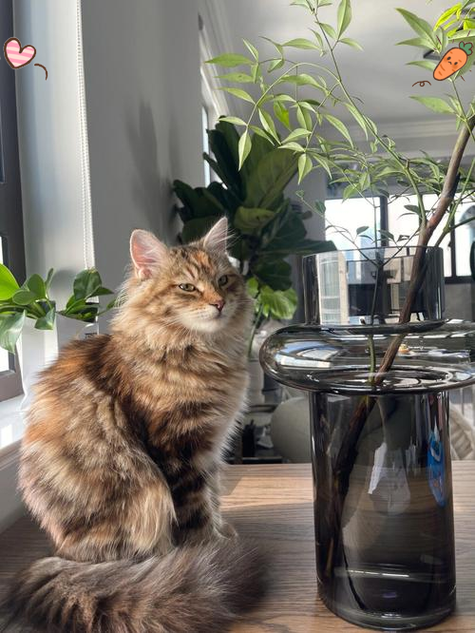 杂交的西森猫图片