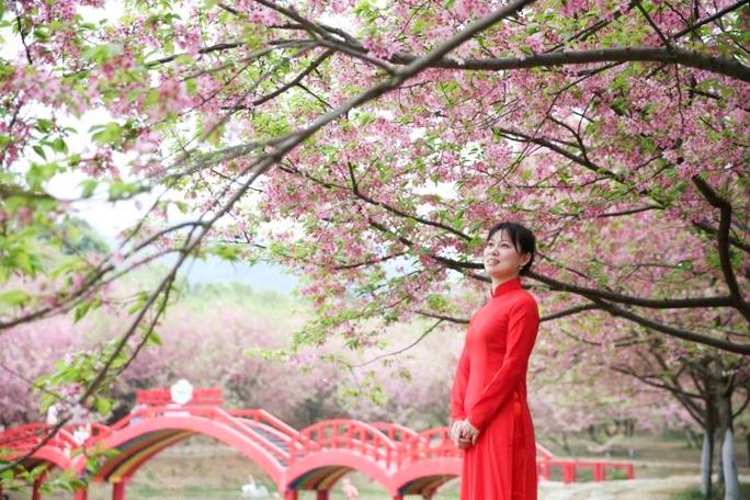 樱花品种介绍及图片图标