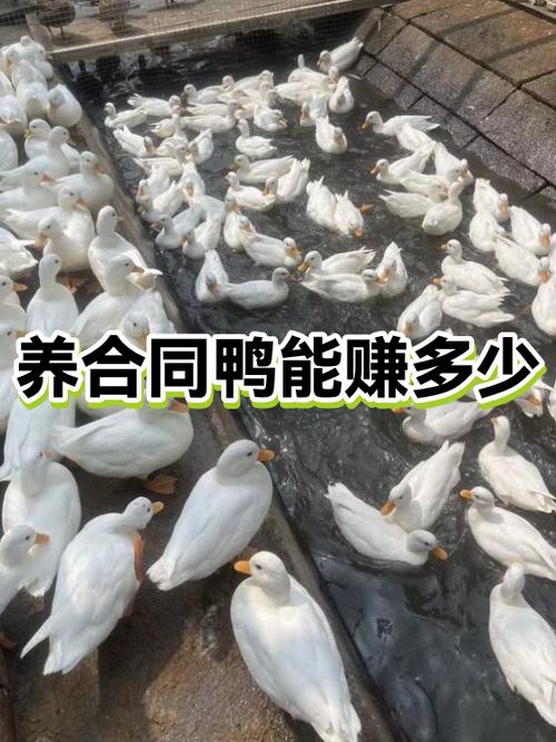 鸭子一年能挣多少钱缩略图