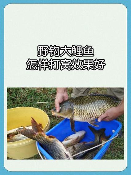 野钓鲤鱼打窝多久才能钓鱼