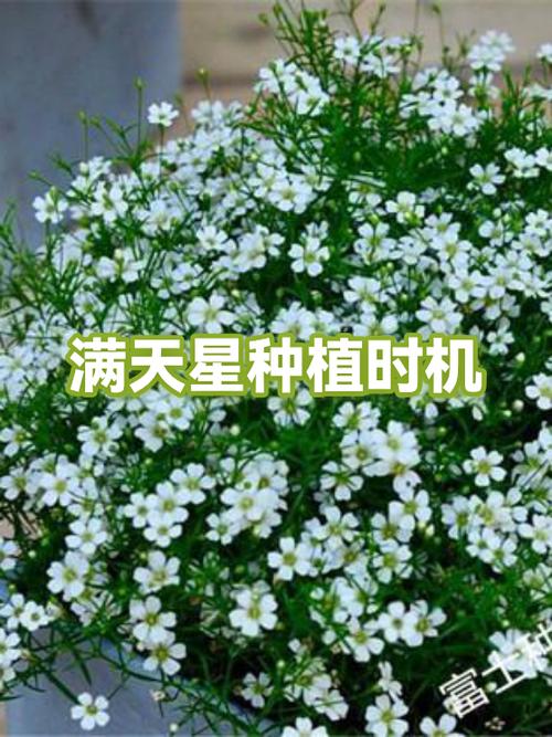 满天星无广告版官方版缩略图