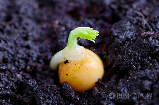 发芽的豌豆能吃吗 带芽带豆缩略图