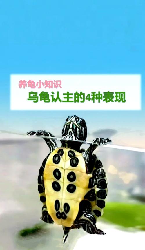 女人捡到乌龟预兆