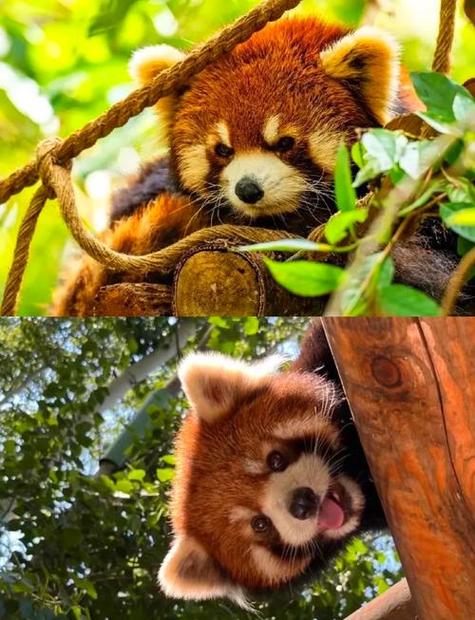 普洱的小熊猫庄园怎么样缩略图