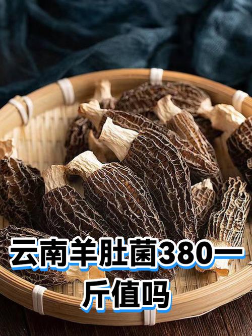 羊肚菌多少钱一斤图标
