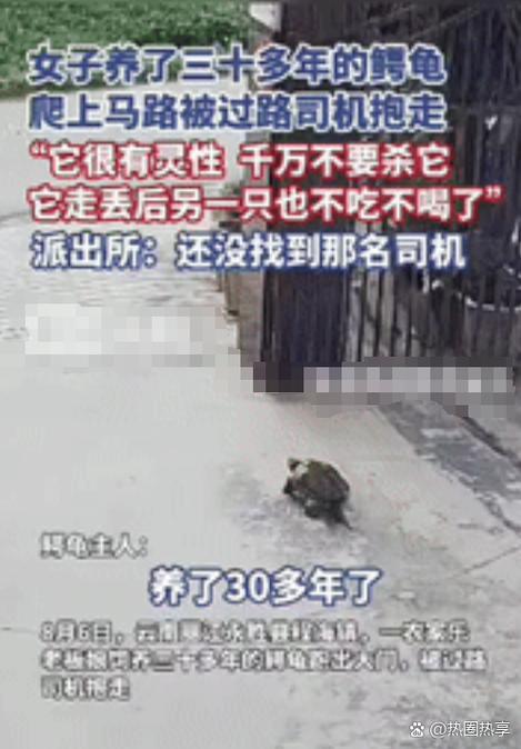 乌龟在家找遍了找不到图标