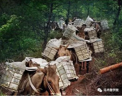 马帮悬赏任务平台缩略图