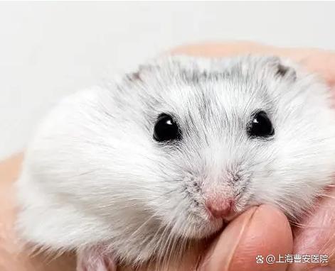 仓鼠能吃橘子吗沙糖桔图标