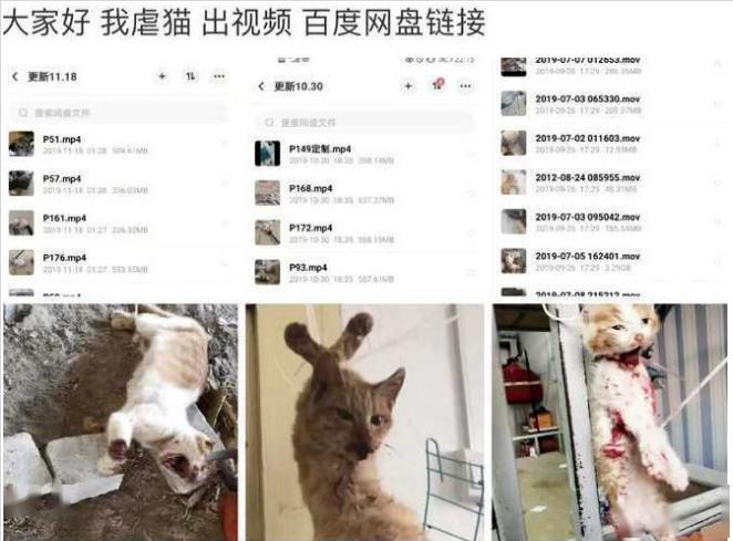 虐猫100集全集免费观看缩略图