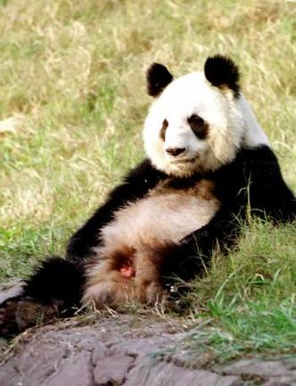 大熊猫几年繁殖一次缩略图