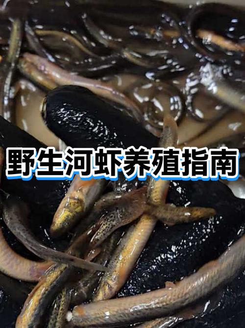 活虾是用清水泡还是盐水