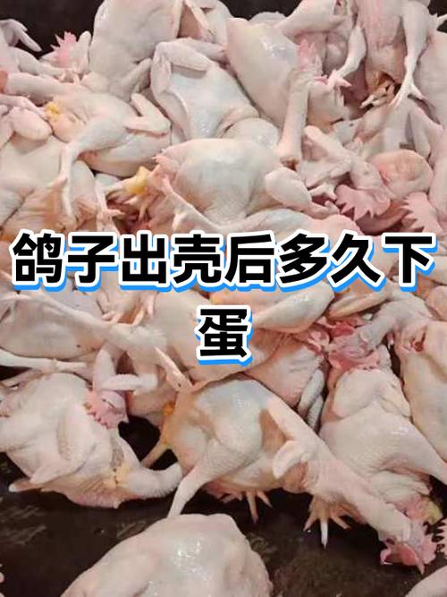 白鸽和灰鸽哪种营养高缩略图