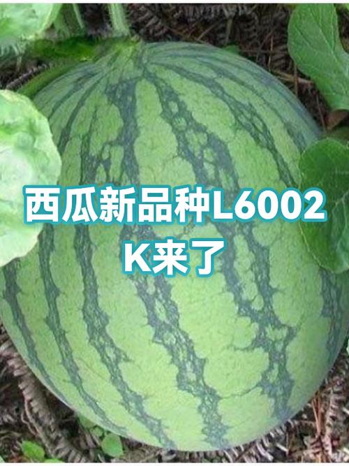 西瓜有多少种种类缩略图
