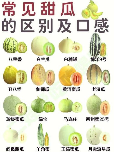 最甜的香瓜第一名图标