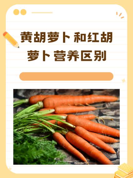 黄胡萝卜和胡萝卜