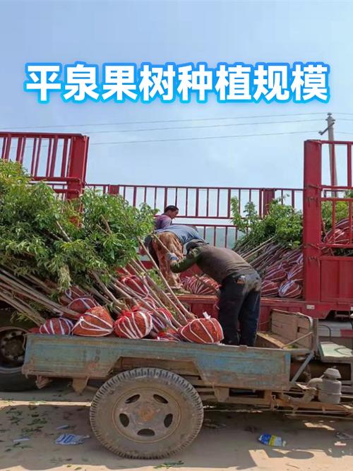 免费种水果树送的有哪些平台游戏截图