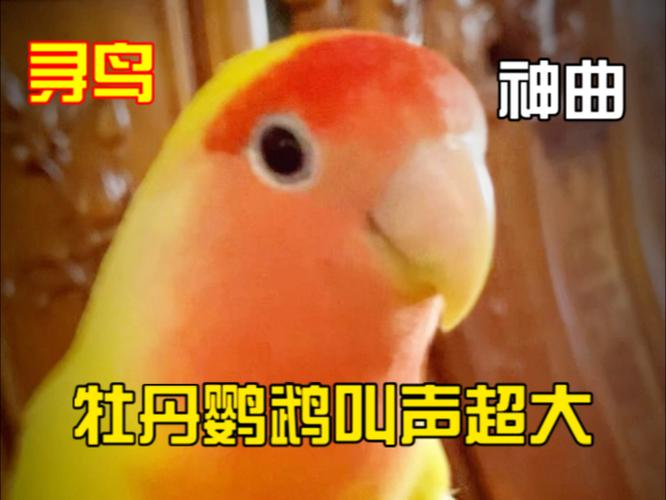 鸟叫声音效mp3缩略图