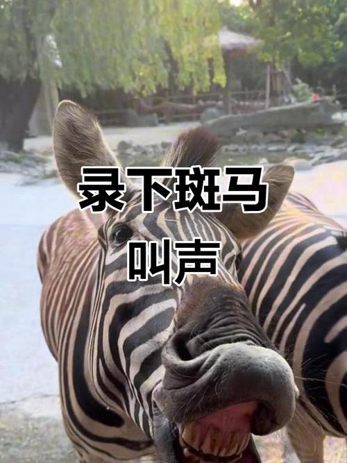 斑马视频现在叫什么名字了缩略图