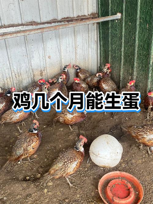 养鸡生蛋赚钱吗 利润多少缩略图