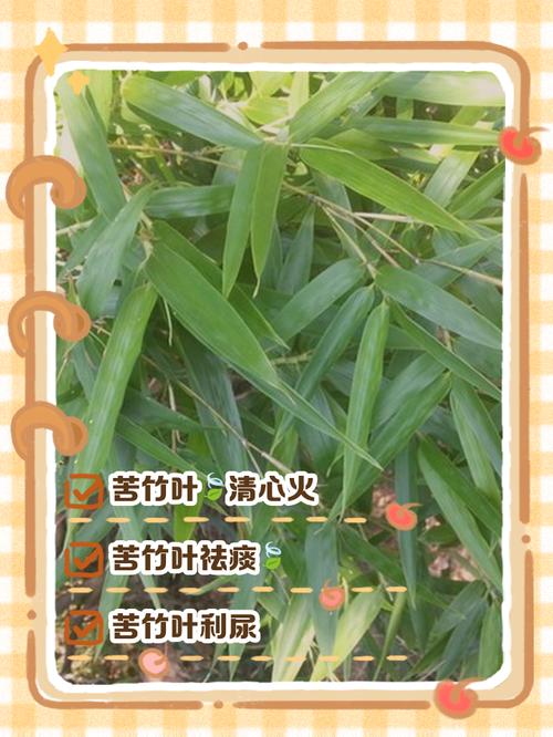 苦竹叶治什么病最好图标