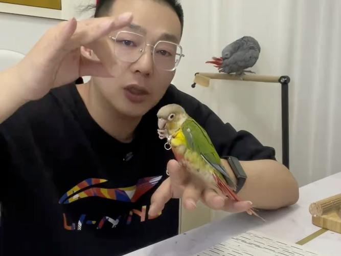 小太阳鹦鹉训练视频缩略图