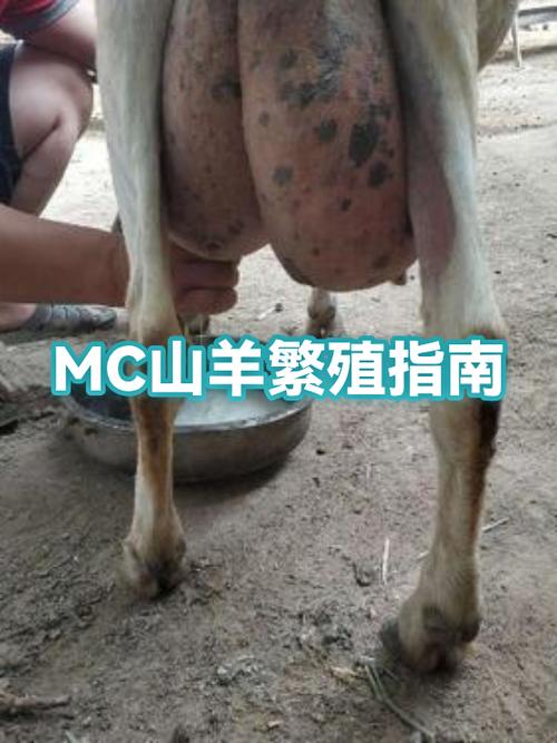 我的世界动物繁殖缩略图