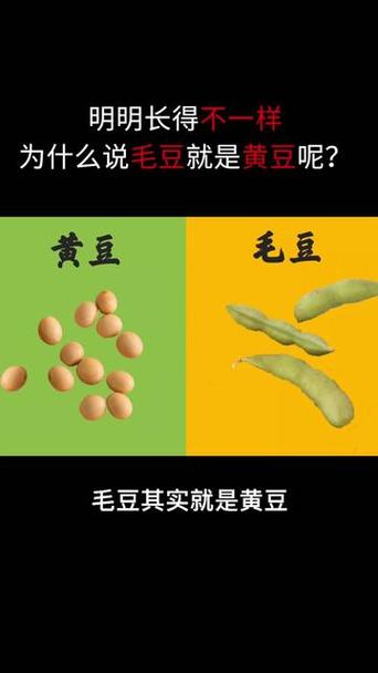 黄豆是毛豆晒干而来的吗图标