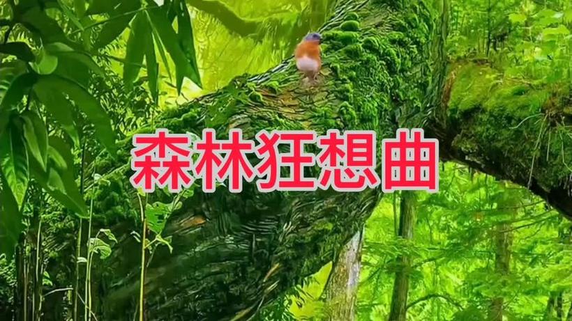 森林狂想曲视频缩略图