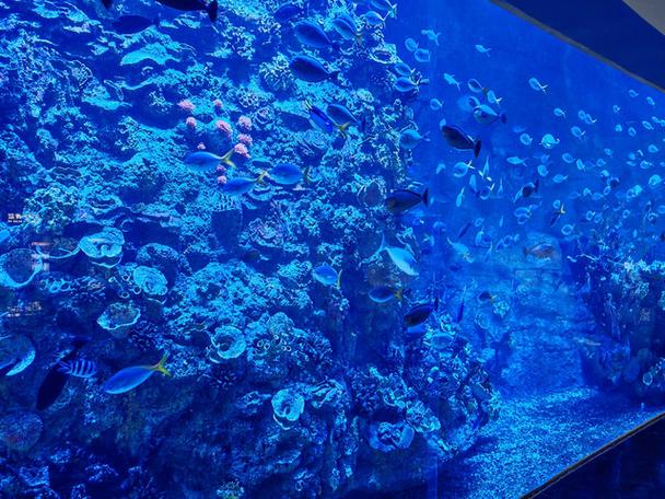 深圳海洋馆海底世界门票缩略图