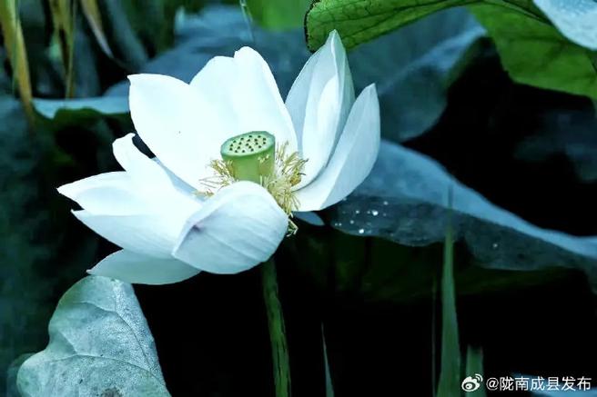 《引长夏》小说免费阅读