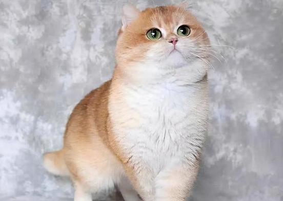 金点和金渐层猫咪哪个贵缩略图