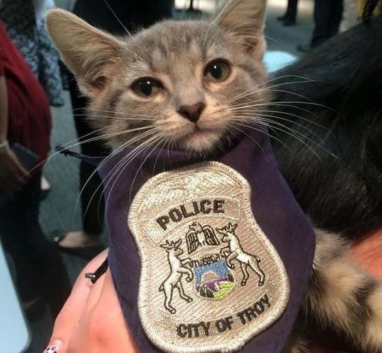 黑猫警长和白猫班长图游戏截图