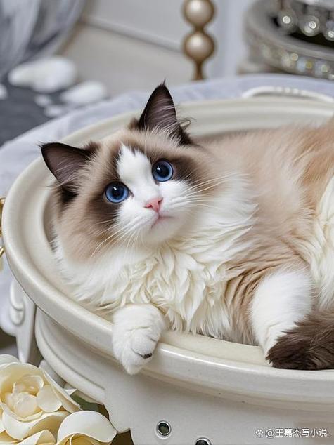 十大最受欢迎的宠物猫游戏截图