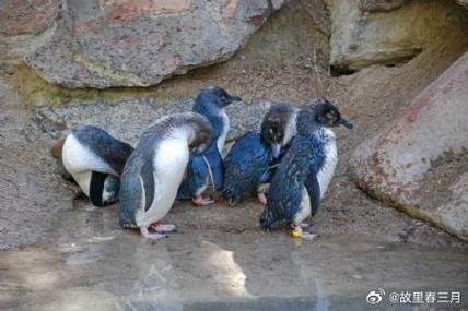 企鹅特征介绍游戏截图