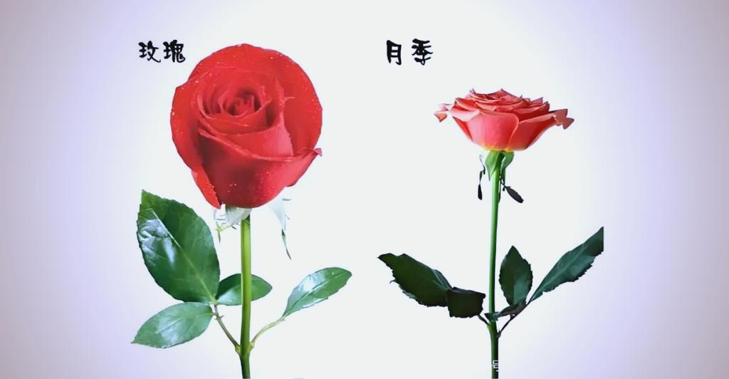 月季和玫瑰的关系缩略图
