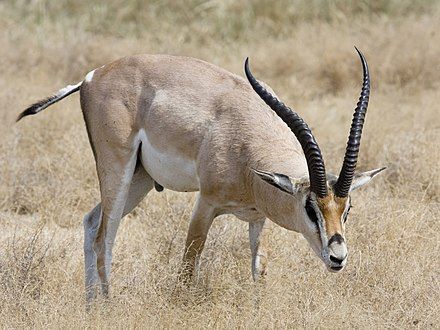 gazelle羚羊缩略图